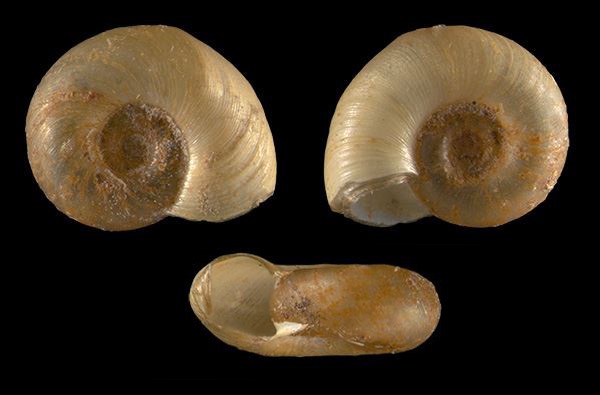 Gyraulus chinensis